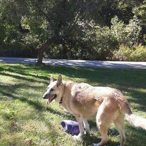 Meet your Posher, Annie